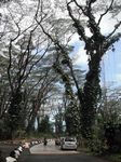 Lava Tree State Park 
